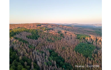 Drohnenaufnahme eines Waldes mit abgestorbenen Bäumen.