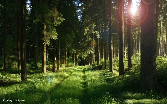 Ein von der Sonne beschienener Waldweg.