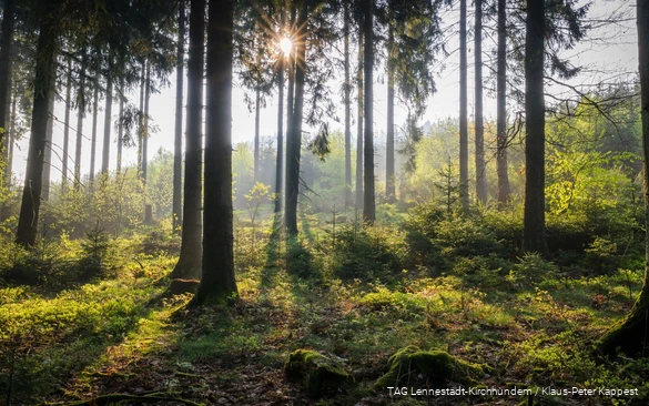 Sanft brechen die Sonnenstrahlen durch den dichten Sauerländer Wald.