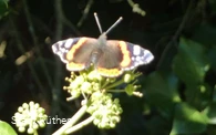 Schmetterling  am Wanderweg