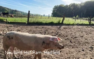Glückliche Schweine auf dem Hof