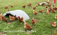 Die auf dem Hof lebenden Hühner